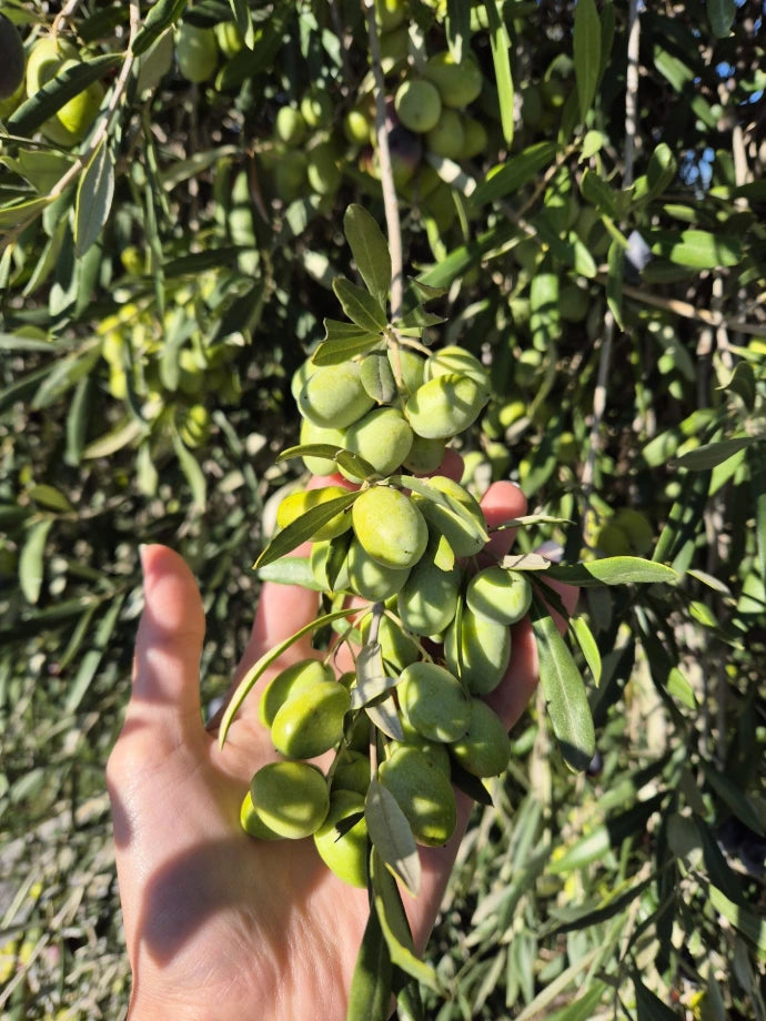 Green olives, early harvest