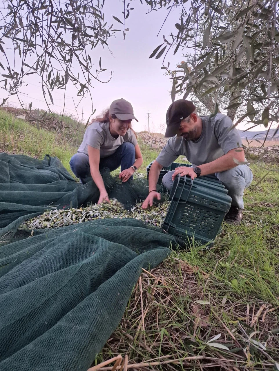 Olive harvest