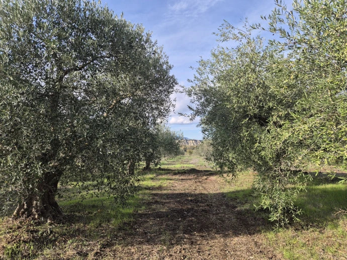 Single origin olive grove land