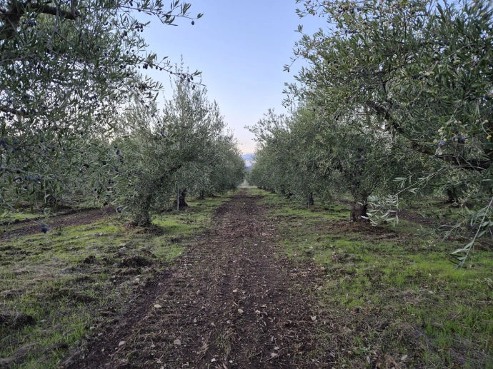 Single origin olive grove land, traceability
