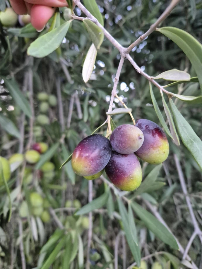 Half green half purple olives, transition phase harvest