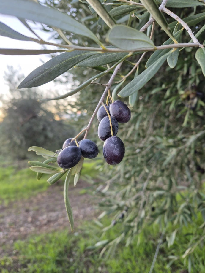 Purple olives, late harvest