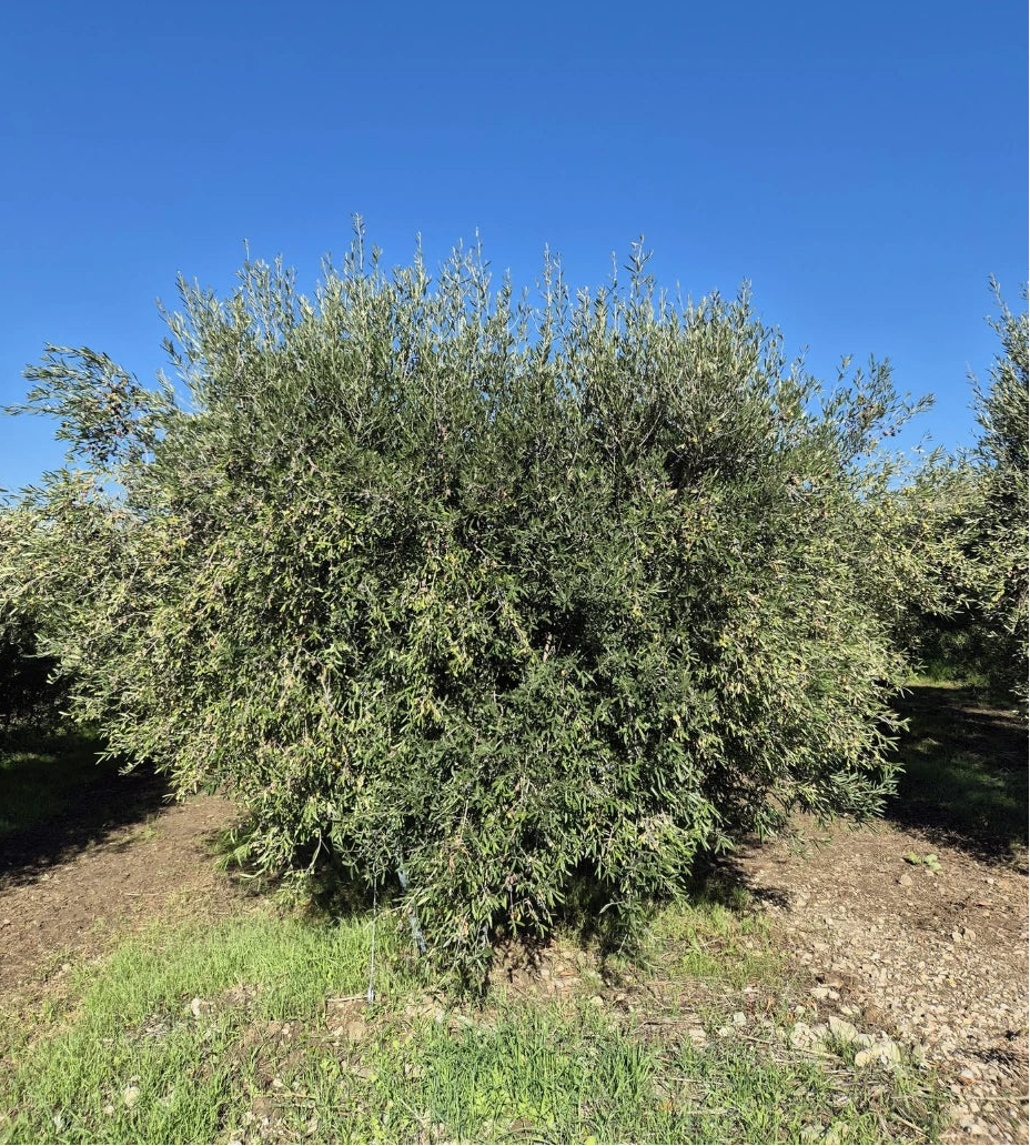 Olive tree