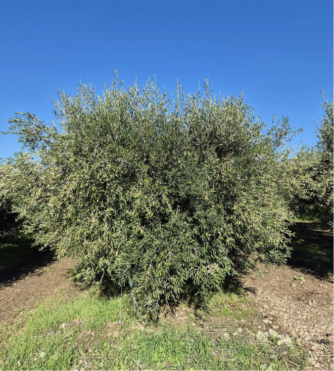 CLYR OLIVE TREE