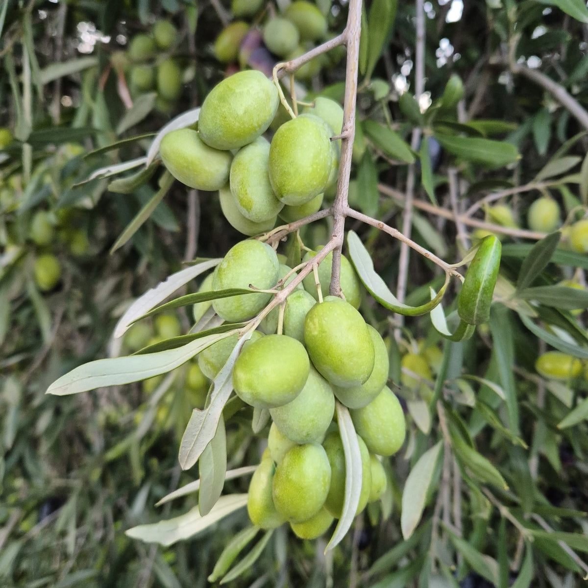 Extra Virgin Olive Oil